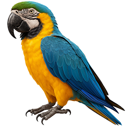 Blue and Gold Macaw